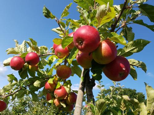 Apfelplantagen in Kivik  Wolfgang Sander 2018